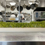 Micro Broccoli - Commercial Tray 4 Pack