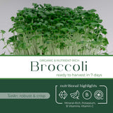 Micro Broccoli - Commercial Tray 4 Pack
