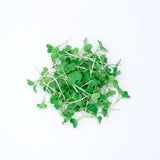 Brussels Sprouts - Commercial Tray 4 Pack