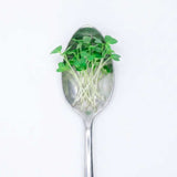 Brussels Sprouts - Commercial Tray 4 Pack