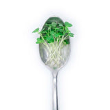 Brussels Sprouts - Commercial Tray