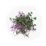 Micro Red Cabbage - Commercial Tray