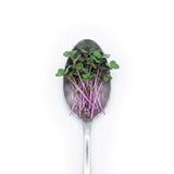 Micro Red Cabbage - Commercial Tray