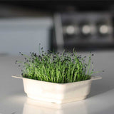 Herb Bundle -9 Tray Pack (ClassWallet)