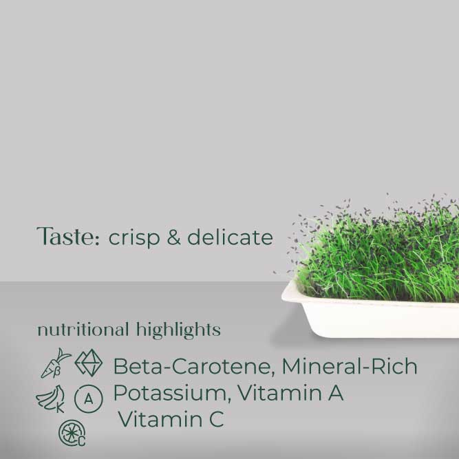 Chives