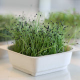 Micro Chives - 9 Tray Pack