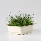 Micro Chives - 9 Tray Pack