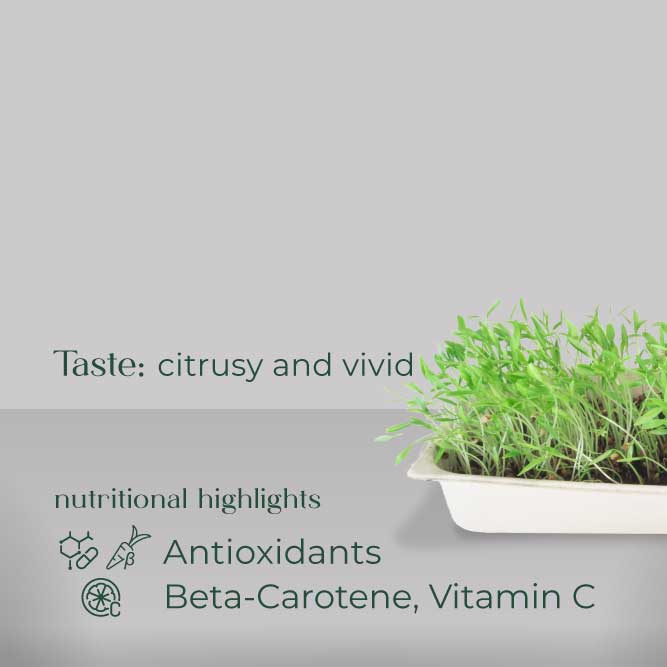 Cilantro