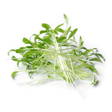 Micro Cilantro - Commercial Tray 4 Pack