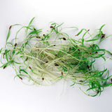 Micro Dill - 9 Tray Pack