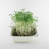Micro Dill - 9 Tray Pack