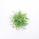 Dill - Commercial Tray 4 Pack