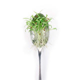 Dill - Commercial Tray