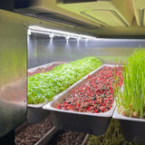 Instafarm Commercial Growing - Pre Order