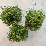 Micro Hormone Blend - 9 Tray Pack