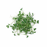 Micro Kale - Commercial Tray 4 Pack