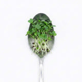 Micro Kale - Commercial Tray 4 Pack