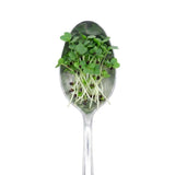 Micro Kale - Commercial Tray