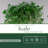Micro Kale - Commercial Tray 4 Pack