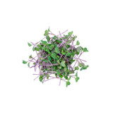 Micro Kohlrabi - Commercial Tray