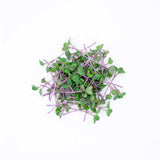 Micro Kohlrabi - Commercial Tray 4 Pack