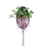 Micro Kohlrabi - Commercial Tray