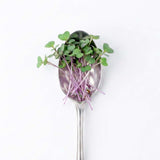 Micro Kohlrabi - Commercial Tray 4 Pack