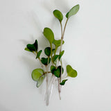 Micro Kohlrabi - 9 Tray Pack