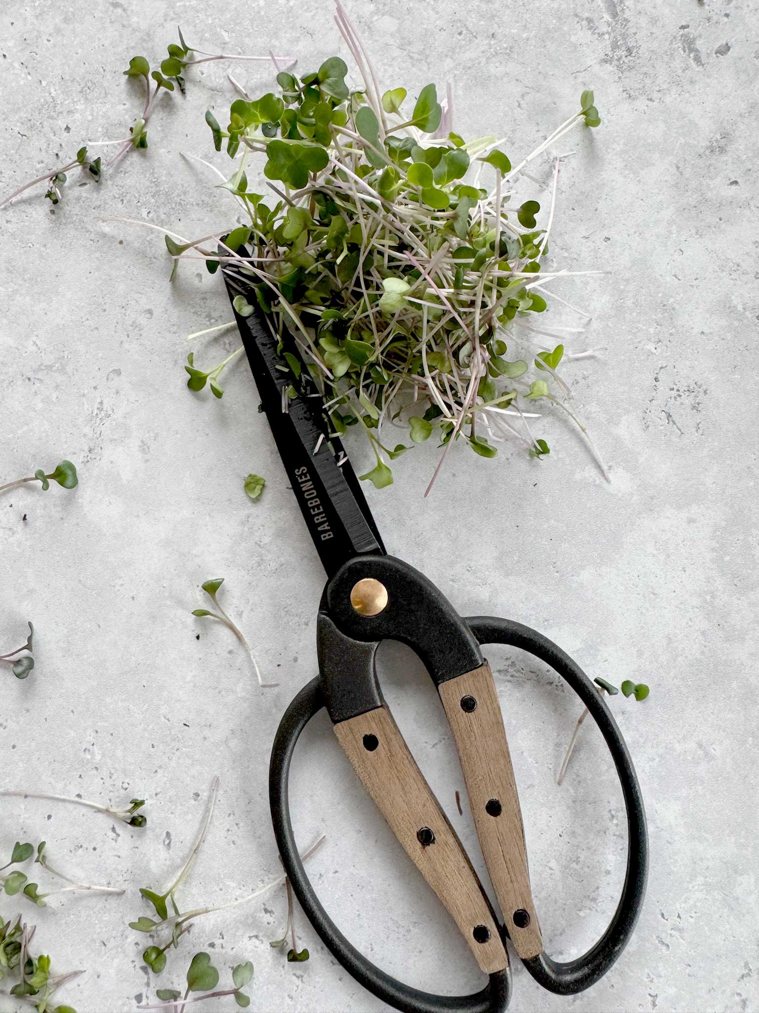 Harvest Scissors