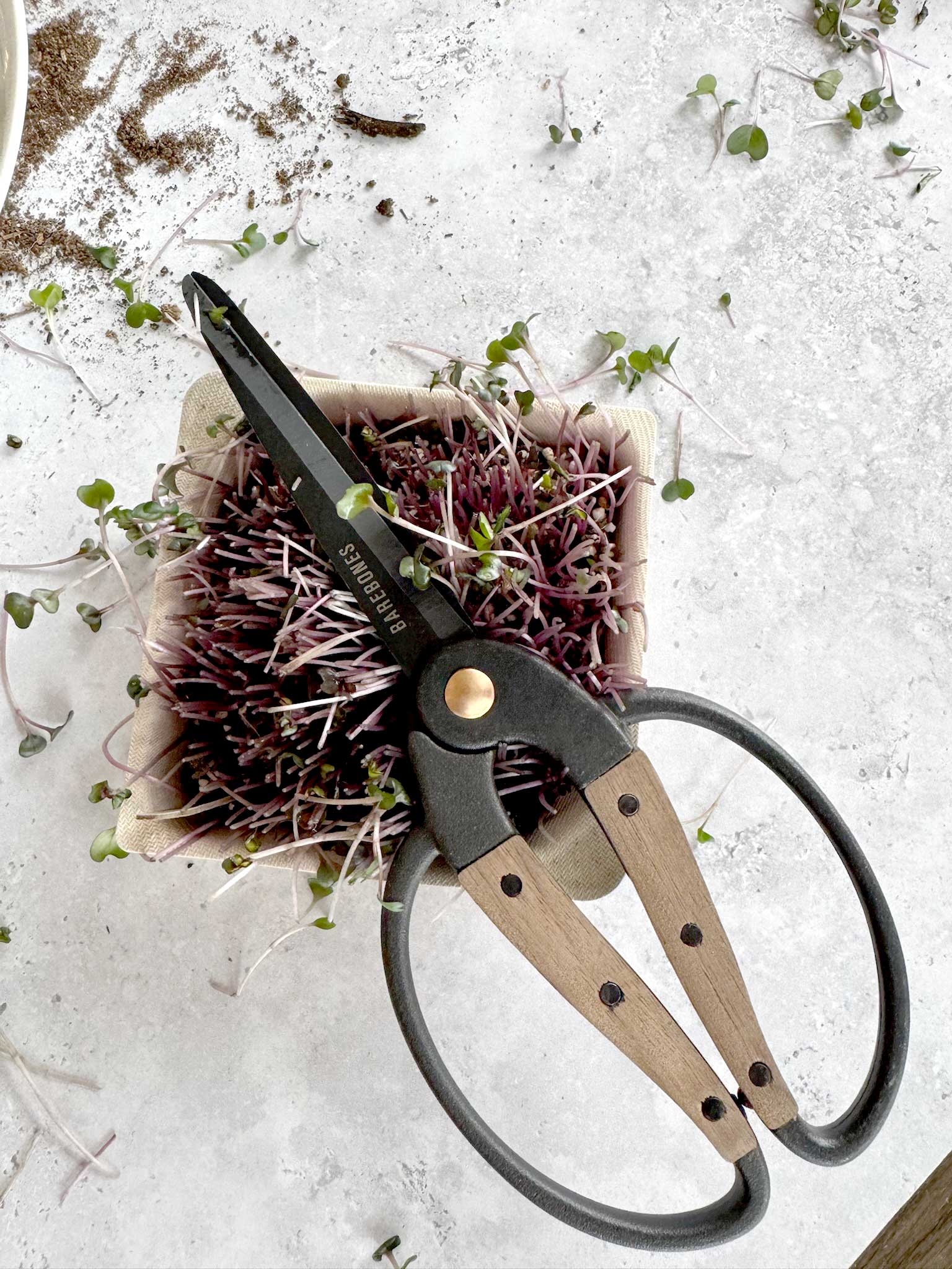 Harvest Scissors