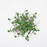 Micro Mustard - Commercial Tray 4 Pack