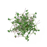 Micro Mustard - Commercial Tray