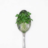 Micro Mustard - Commercial Tray 4 Pack