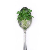 Micro Mustard - Commercial Tray