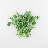 Peas - Commercial Tray 4 Pack