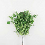 Peas - Commercial Tray 4 Pack