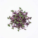 Micro Radish - Commercial Tray 4 Pack