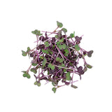 Micro Radish - Commercial Tray
