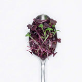 Micro Radish - Commercial Tray 4 Pack