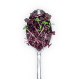 Micro Radish - Commercial Tray