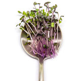 Micro Red Cabbage - Commercial Tray 4 Pack
