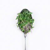 Micro Salad Blend - Commercial Tray 4 Pack