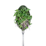 Micro Salad Blend - Commercial Tray