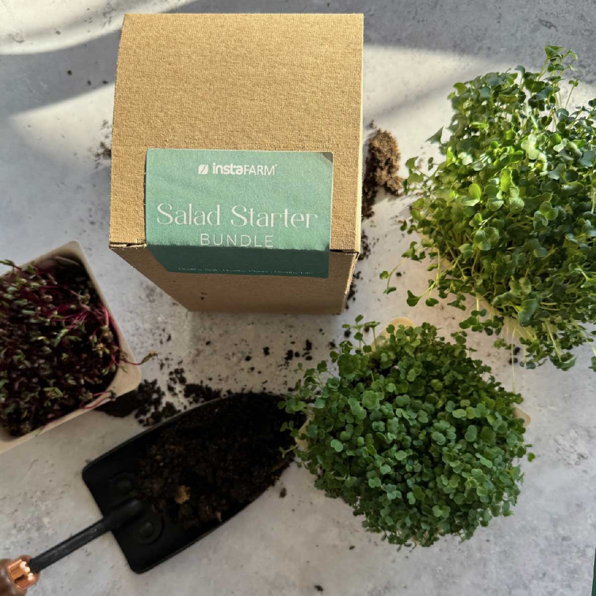 start your garden easily with our salad starter kit