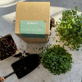 start your garden easily with our salad starter kit