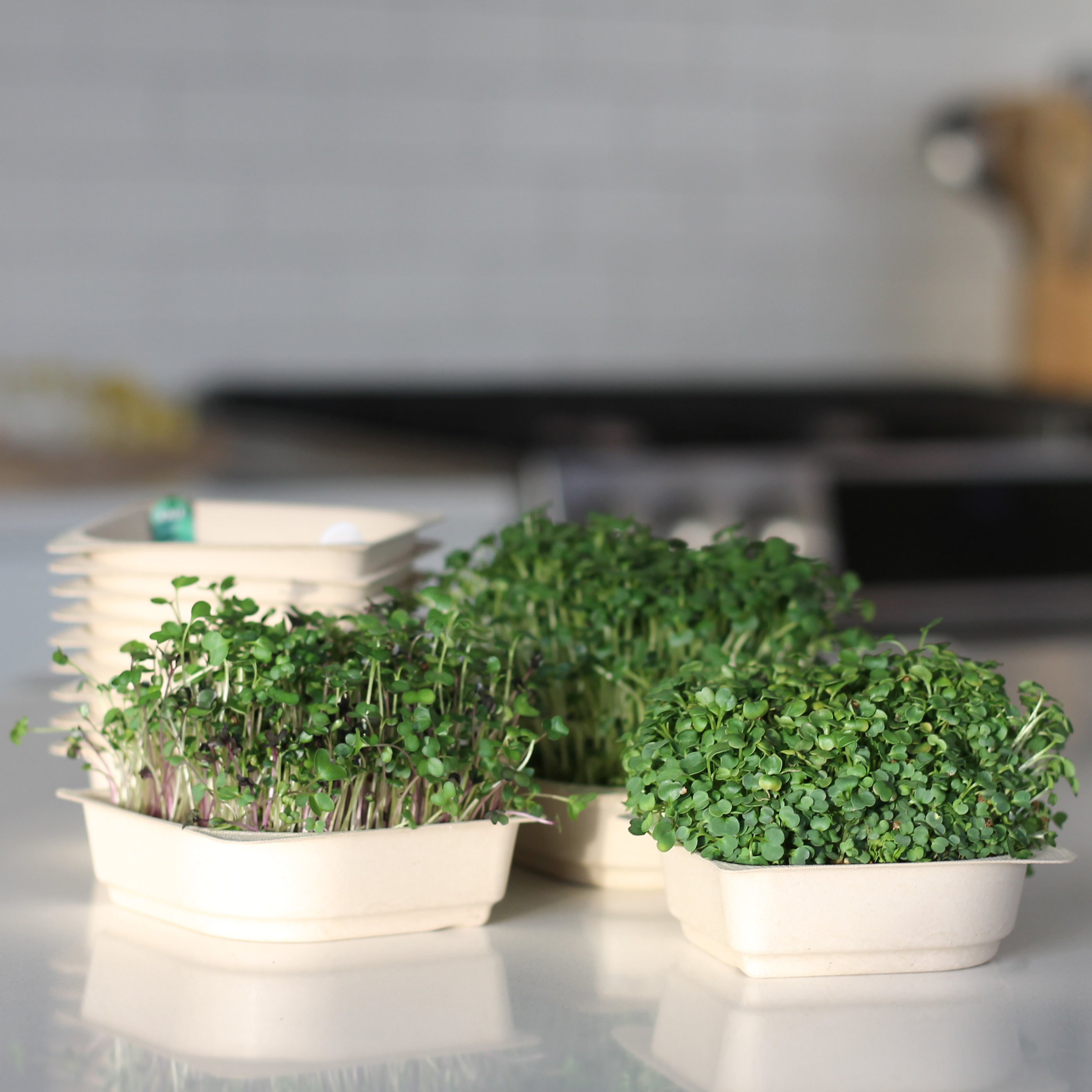 Easy grow Organic Microgreens Seed and Soil Kit
