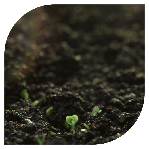 Organic Soil Growing sprouts