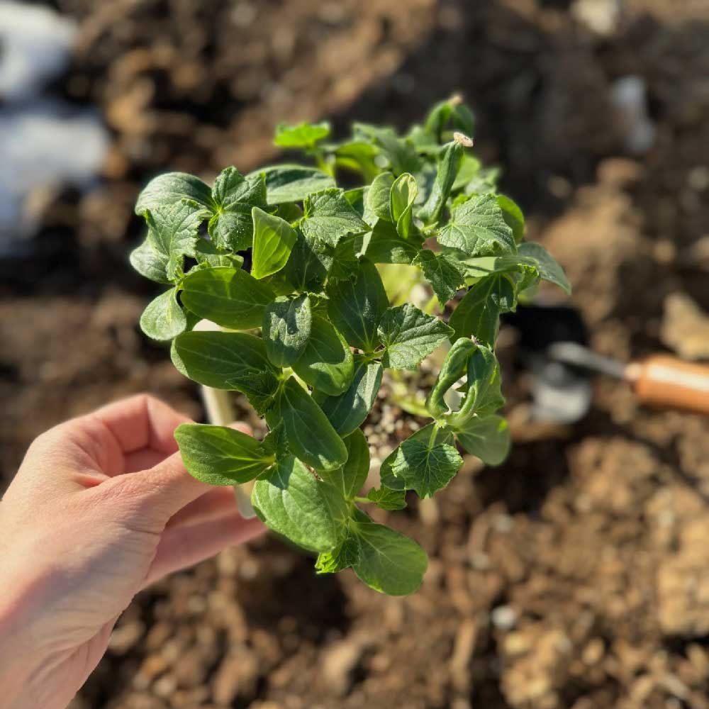 grow your garden and transplant easy