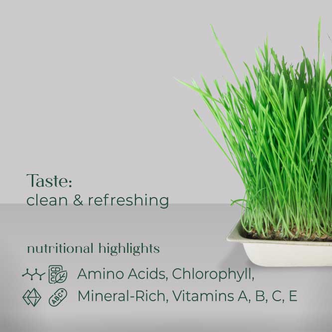 Wheat Grass