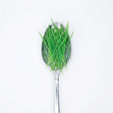 Wheat grass - Commercial Tray 4 Pack